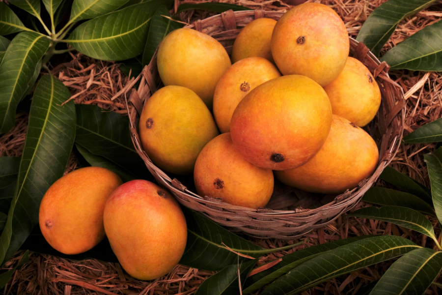 Alphonso mango